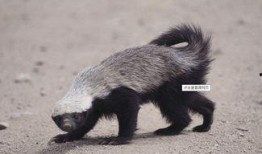 蜜獾爆料自己的视频,揭秘动物界的“网红”生活